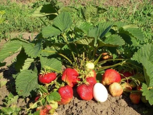 strawberry bush