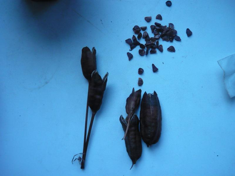 iris seeds