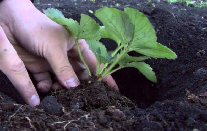 plantation de fraises