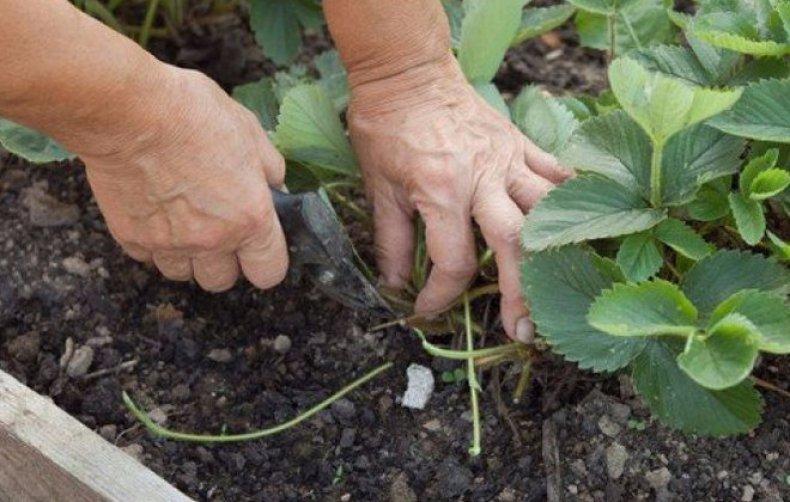 pruning strawberries