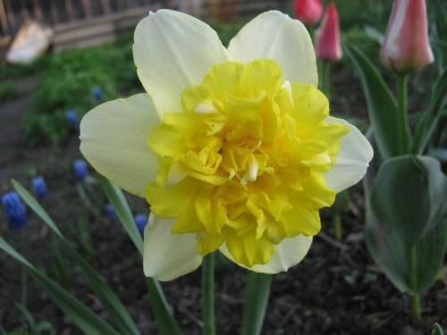 flower daffodil