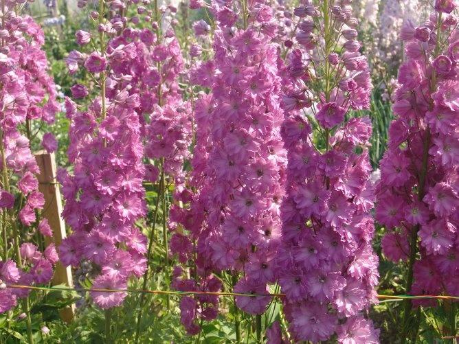 delphinium new zealand