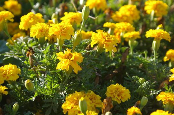 yellow flowers