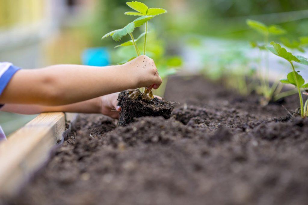 planting strawberries