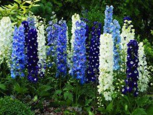 Descripción de las mejores variedades de delphinium de Nueva Zelanda y su cultivo.