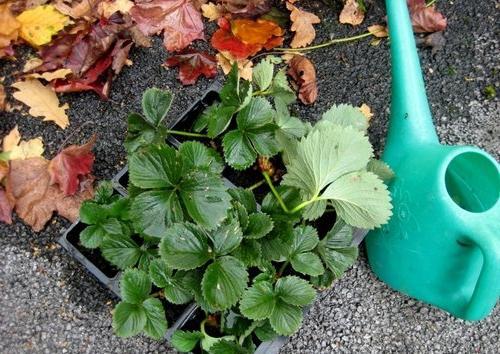 strawberry bush