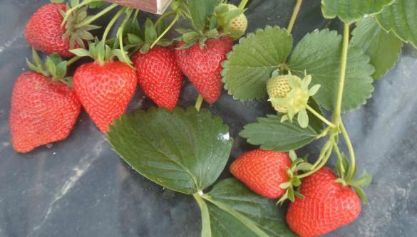 ripe strawberry