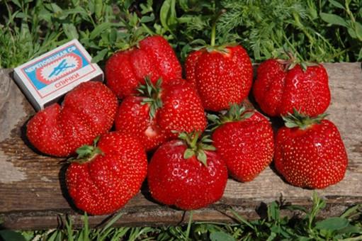 strawberry gigella