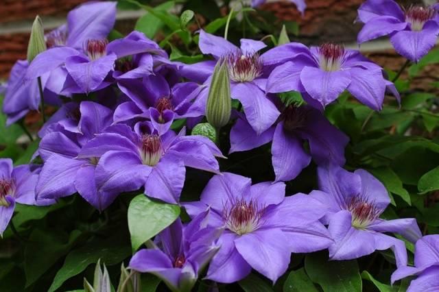 flores clematis