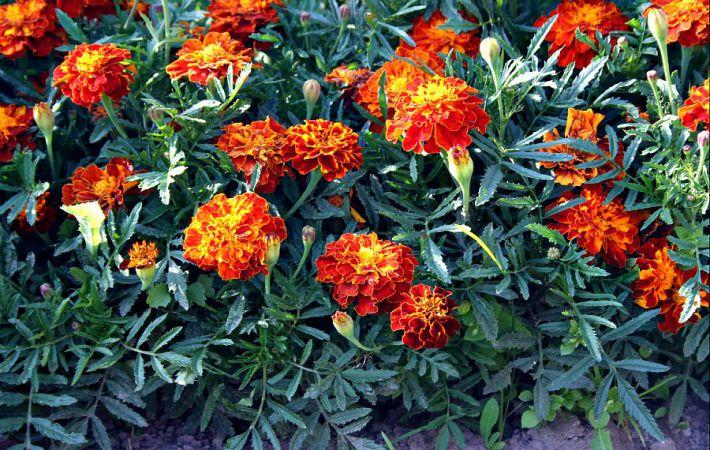 parterre de fleurs de soucis