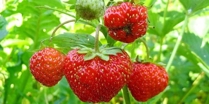 ripe strawberry