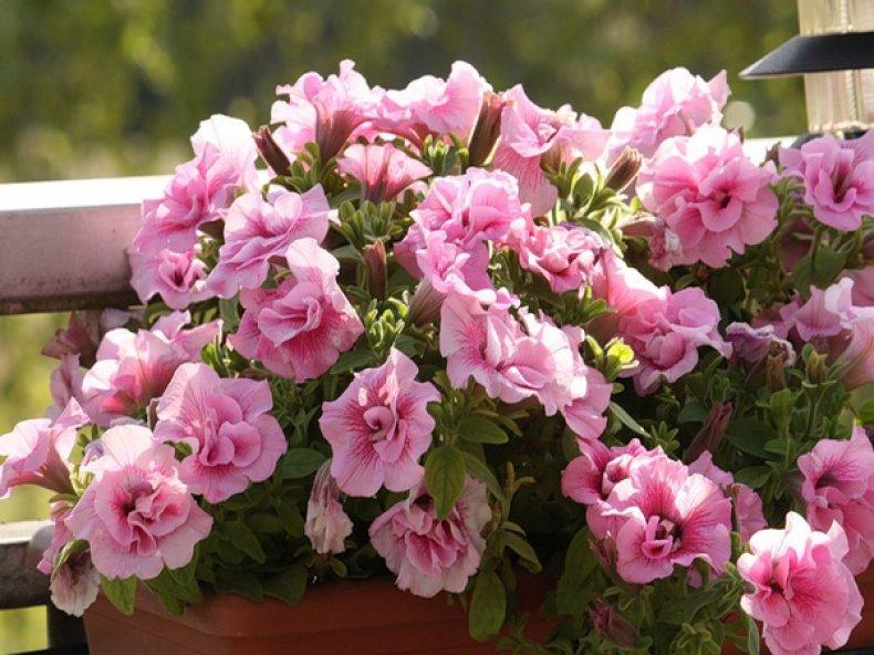 petunia rosa