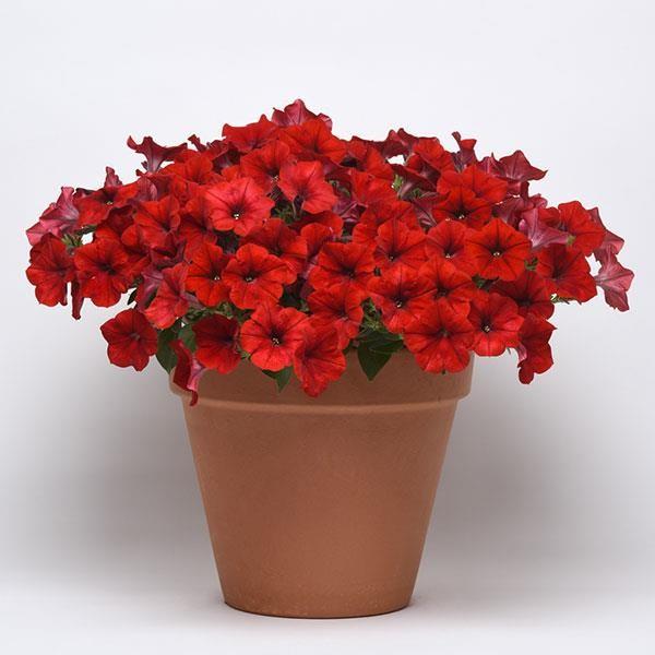 petunia red