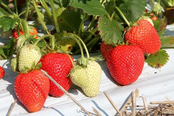 ripe strawberry