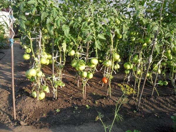 Planting tomatoes in open ground