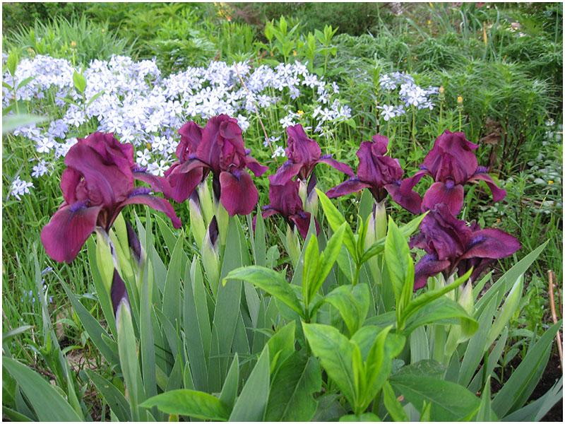 different irises