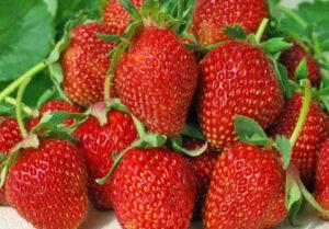 Descripción y características de las fresas de la variedad Albion, cultivo y cuidados.