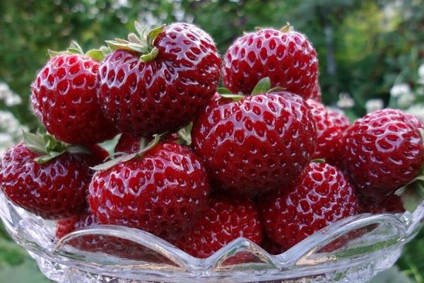 fraises dans une assiette