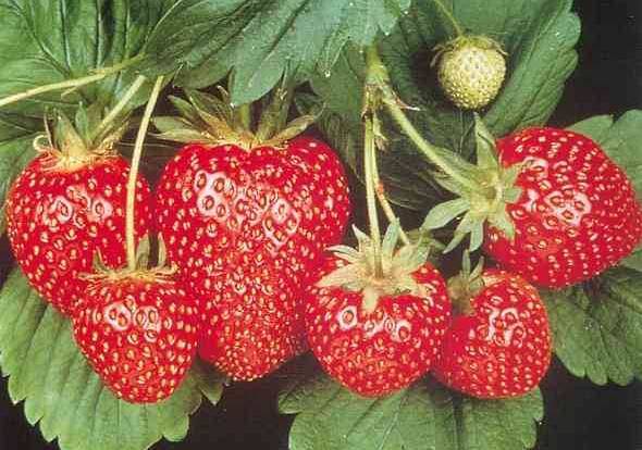 ripe strawberry