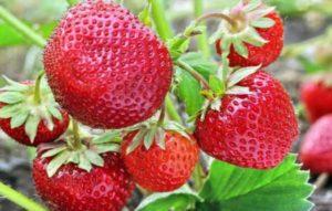 Las mejores variedades de fresas sin barba, reproducción, plantación y cuidado.