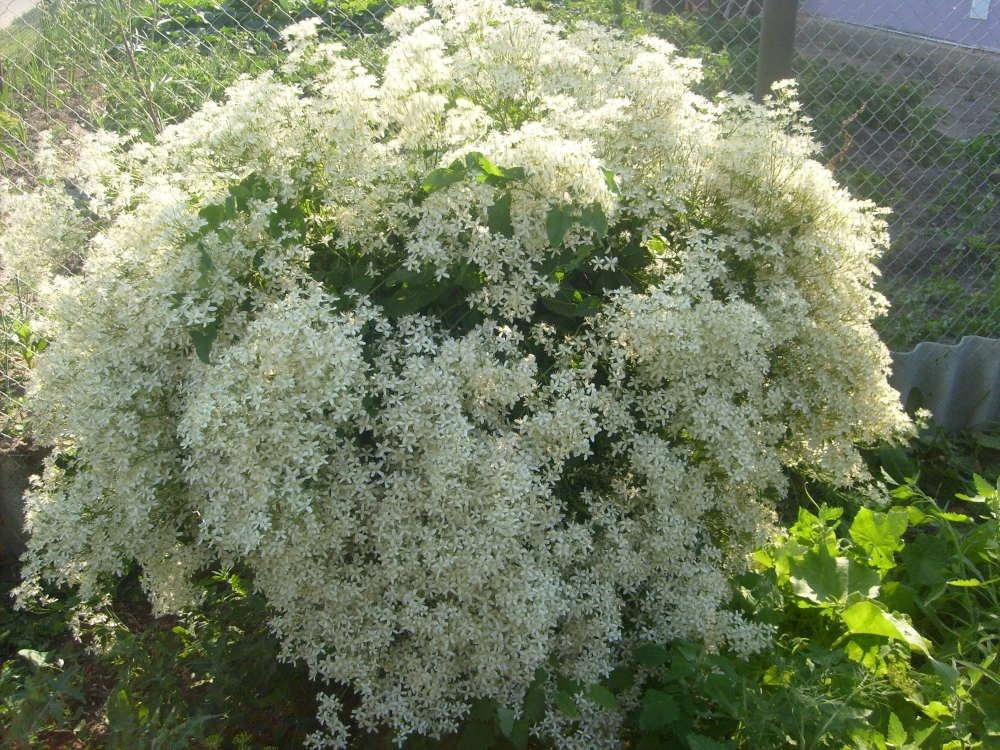 clematis burning