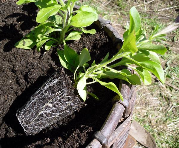 planting petunias