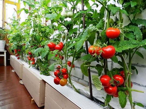 Cultiver la tomate à la maison