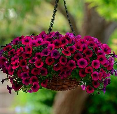 burgundy petunia