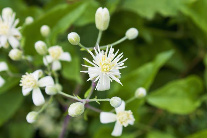 clematis cuttings