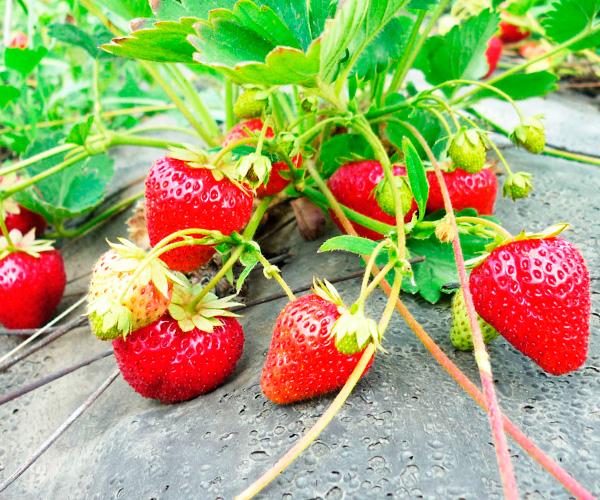 ripe strawberry