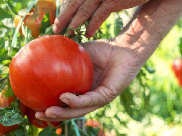 Tomato variety harvested in Siberia