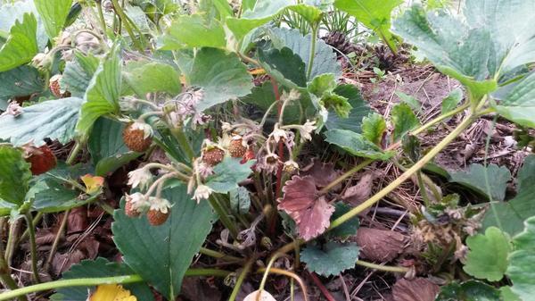 strawberry bush