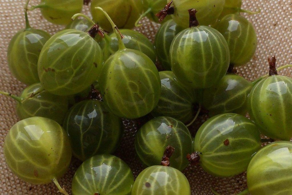 gooseberry Ural emerald