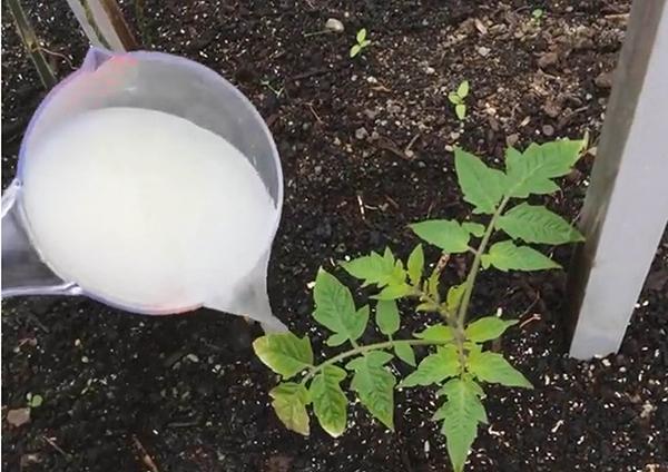 feeding tomatoes