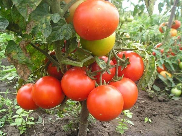 Variété de tomate pour la région de Moscou