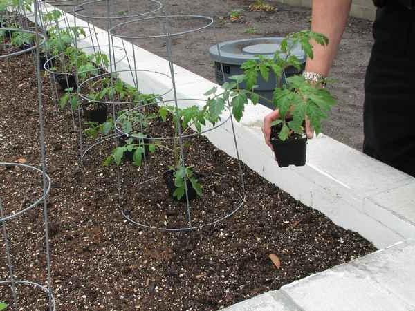 processus de plantation de tomates