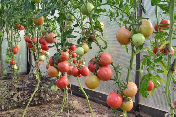 Variété de tomate pour l'Oural