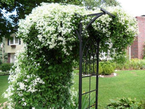 clematis ardiendo