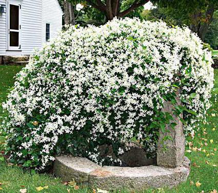 clematis burning