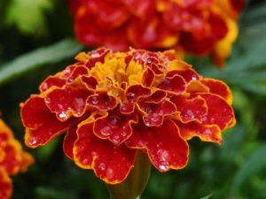 Nuttige eigenschappen van goudsbloemen tegen ongedierte, waarom planten in de tuin