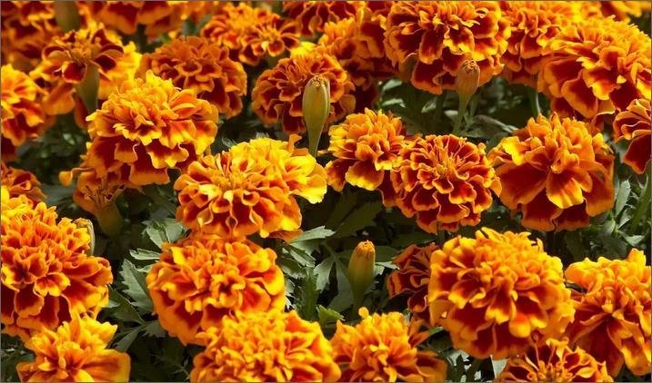 marigolds from pests