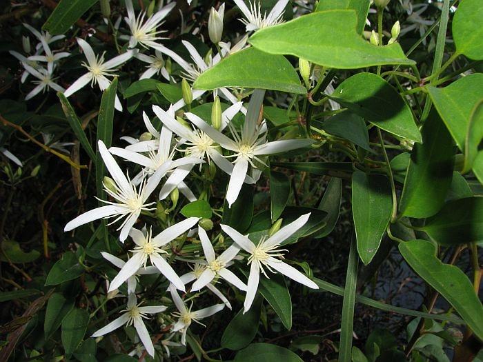 White flowers