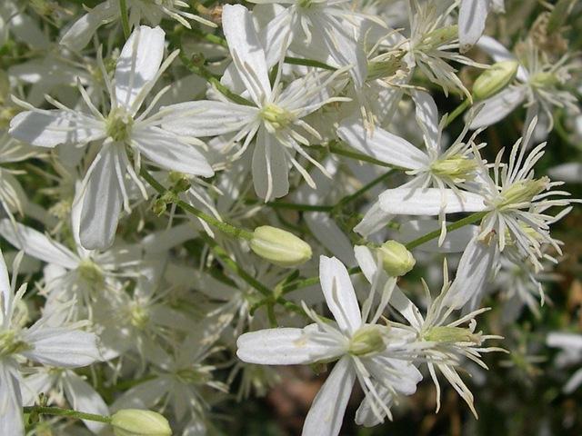 hermosas flores