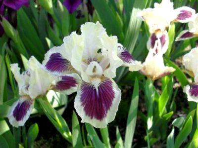 beautiful irises