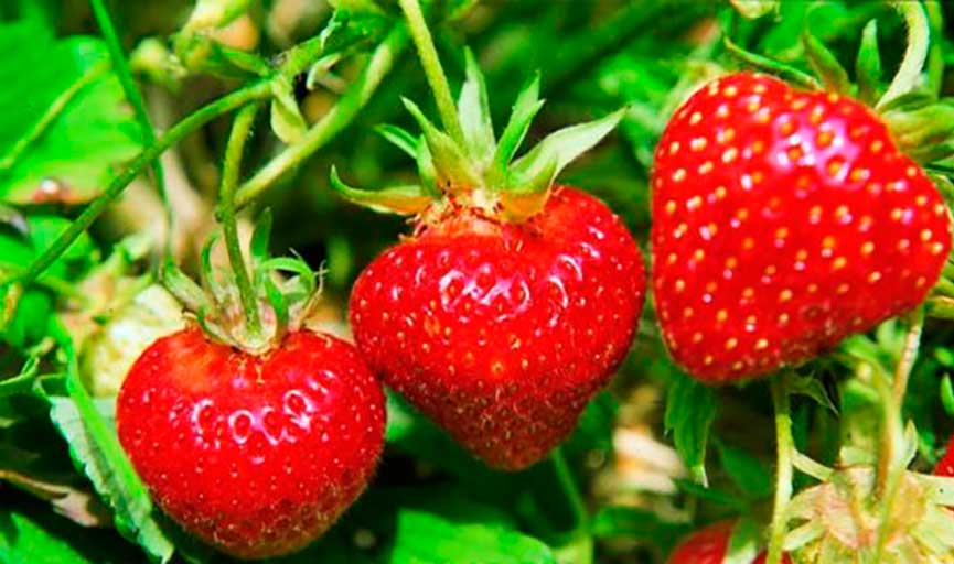 strawberry shelf