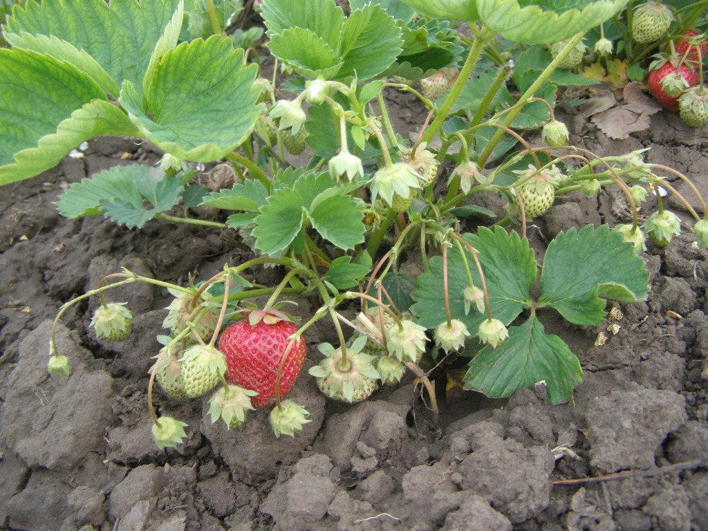 strawberry bush