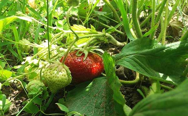 strawberry bush