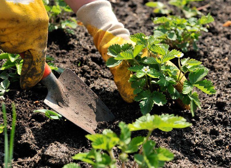 planting strawberries