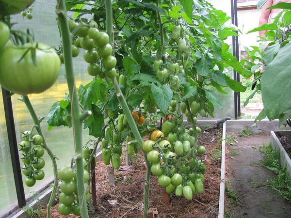 semak tomato hijau di rumah hijau