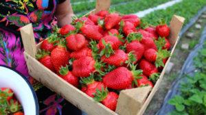 Mga paglalarawan at katangian ng Elizaveta strawberry, pagtatanim at pangangalaga